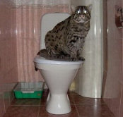 Кот-рыболов