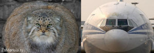 Manul Airlines