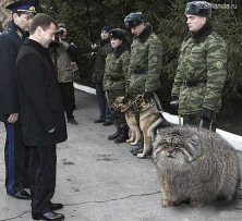 Манул на службе