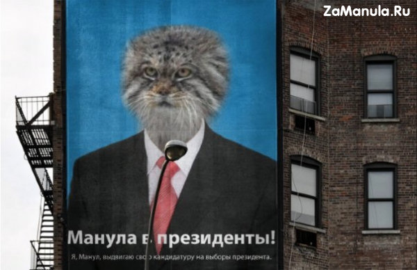 Манул президент