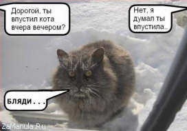 Кот-нелегал