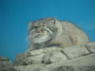 Коррупция