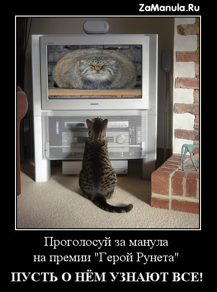 Проголосуй за манула! Проголосуй за манула!
