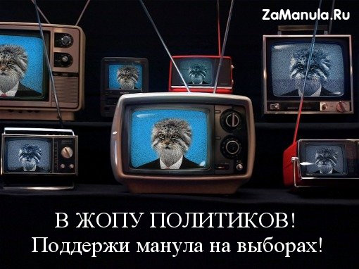 Поддержи манула на выборах! Поддержи манула на выборах!