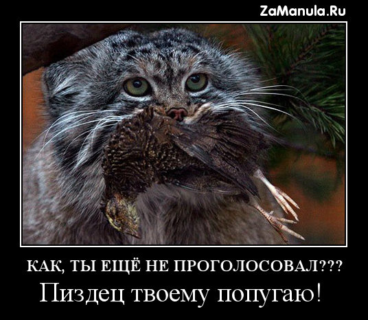Как, ты ещё не проголосовал???