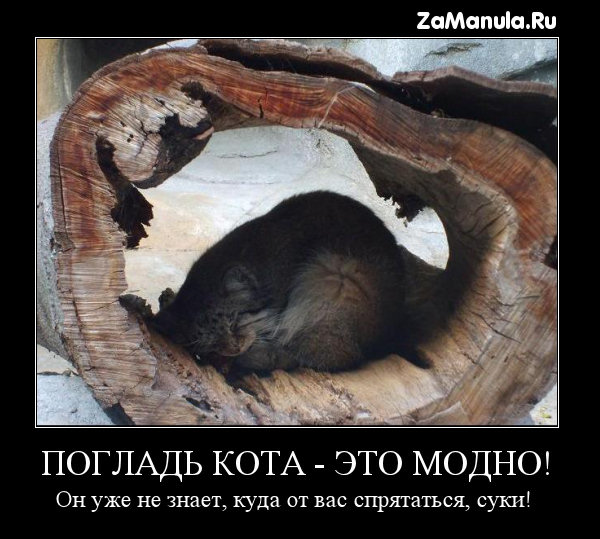 Погладь кота - это модно! Погладь кота - это модно!