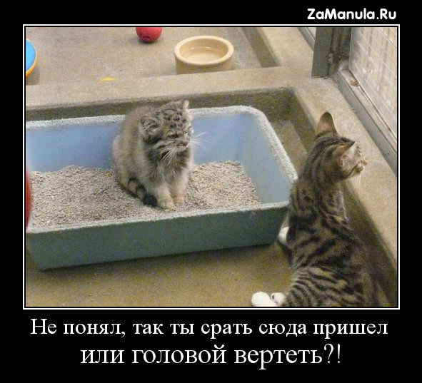 Не понял... Не понял...