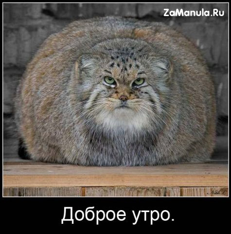 Доброе утро Доброе утро
