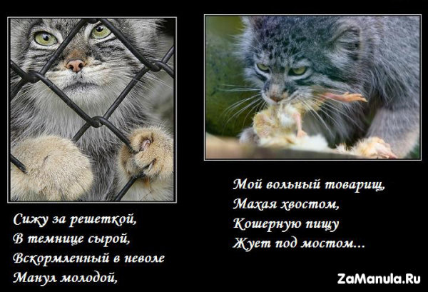 Стихи Стихи