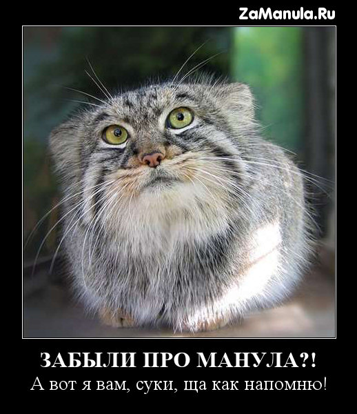 Забыли про манула?! Забыли про манула?!