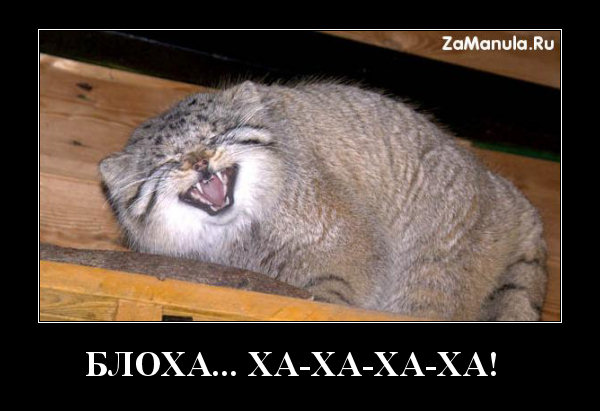 Блоха... Блоха...