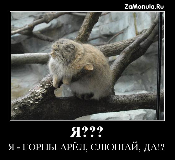 Я??? Я - горны арёл Я??? Я - горны арёл