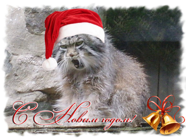 С Новым Годом! С Новым Годом!