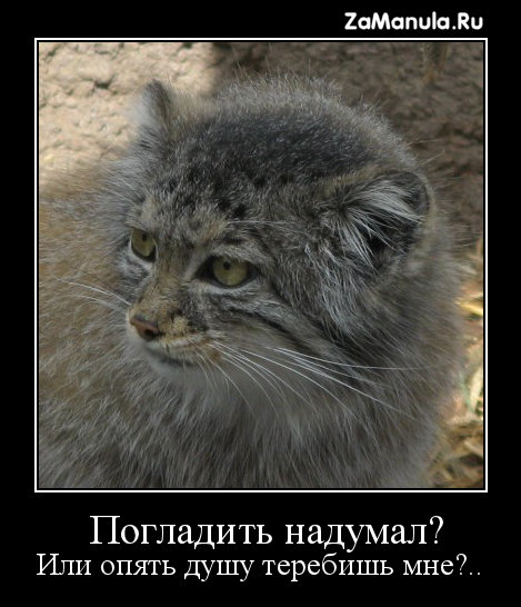 Погладить надумал? Погладить надумал?
