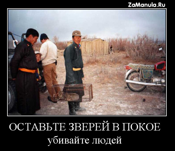 Оставьте зверей в покое Оставьте зверей в покое