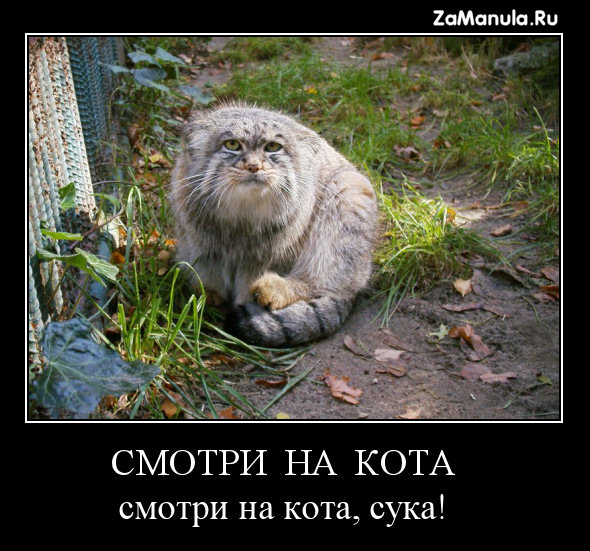 Смотри на кота Смотри на кота