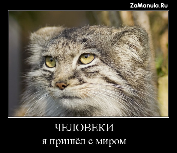 Я пришел с миром Я пришел с миром