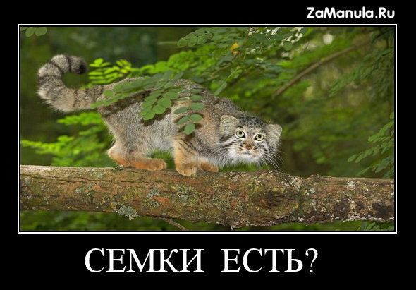 Семки есть? Семки есть?