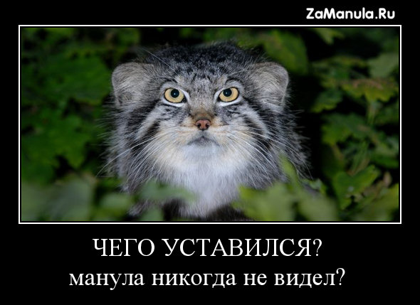 Чего уставился? Чего уставился?
