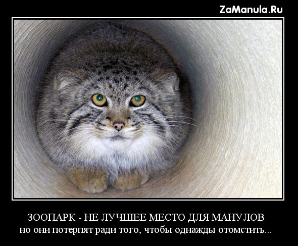 Зоопарк - не лучшее место для манулов Зоопарк - не лучшее место для манулов
