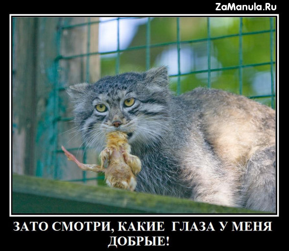 Добрые глаза Добрые глаза