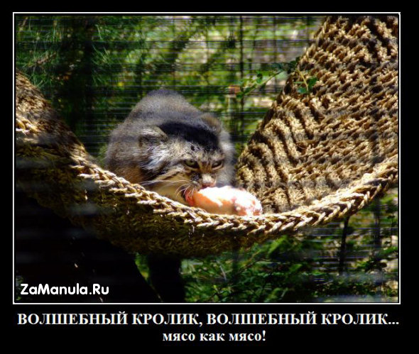 Волшебный кролик Волшебный кролик