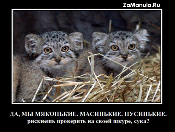 Мяконькие. Масинькие. Пусинькие Мяконькие. Масинькие. Пусинькие