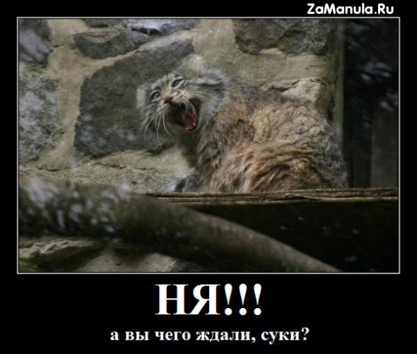 Ня!!! Ня!!!