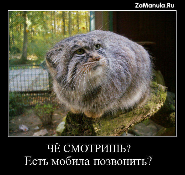 Чё смотришь? Чё смотришь?
