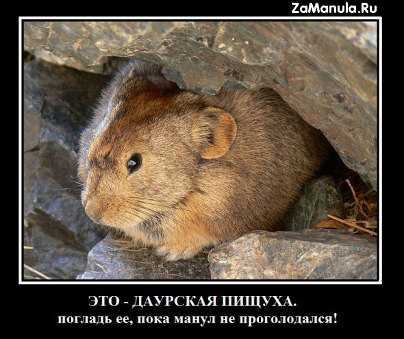 Даурская пищуха Даурская пищуха