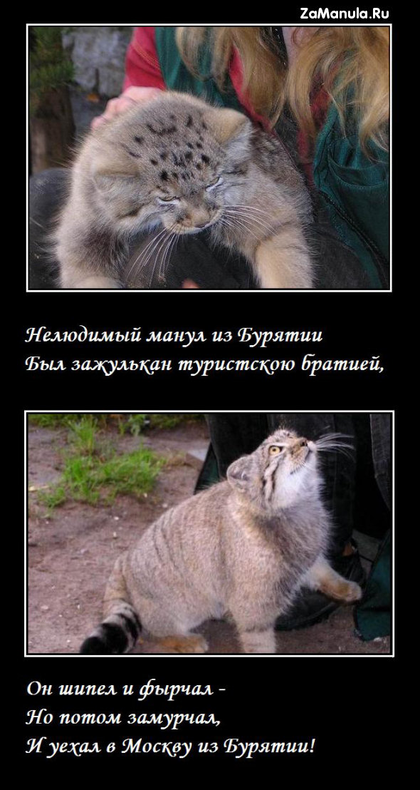 Манул из Бурятии Манул из Бурятии
