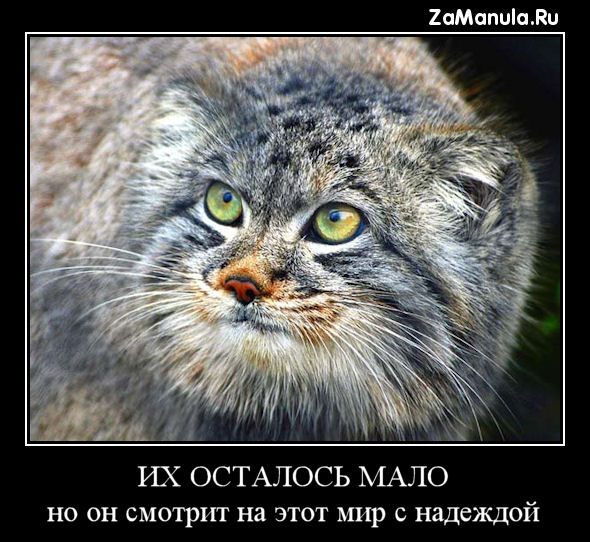 Их осталось мало Их осталось мало