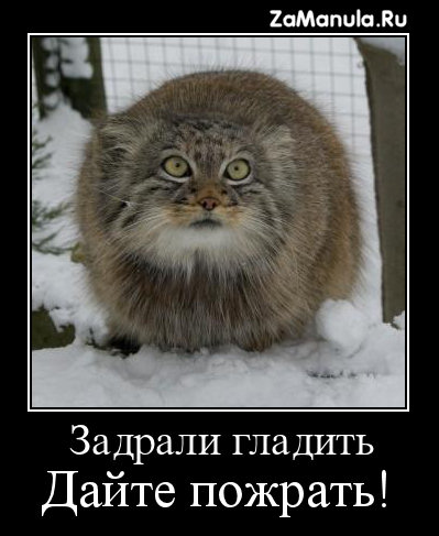 Дайте пожрать! Дайте пожрать!