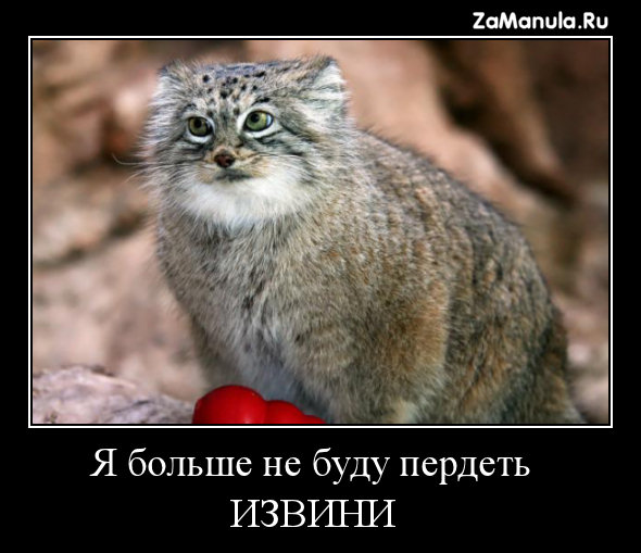 Извини Извини