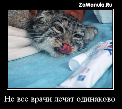 Не все врачи лечат одинаково Не все врачи лечат одинаково