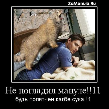 Манул & SuperNatural Манул & SuperNatural
