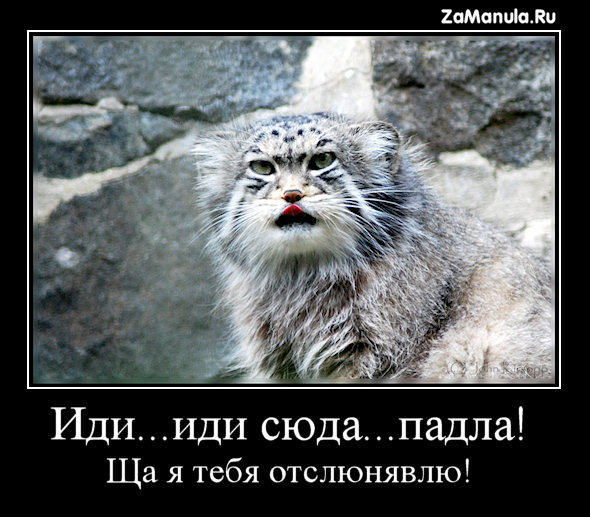Ща я тебя отслюнявлю Ща я тебя отслюнявлю