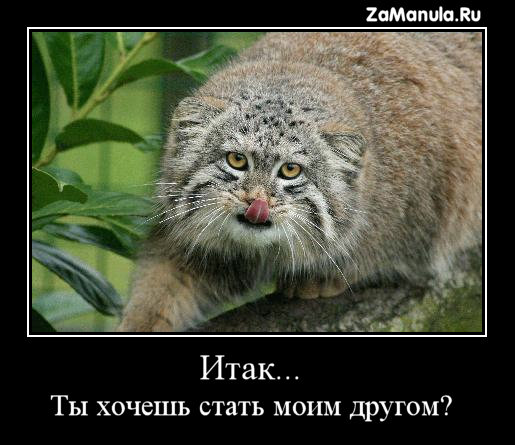 Ты хочешь стать моим другом? Ты хочешь стать моим другом?