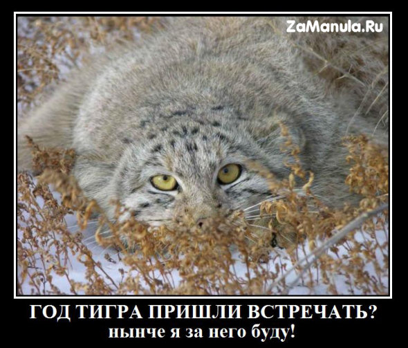 Год тигра Год тигра