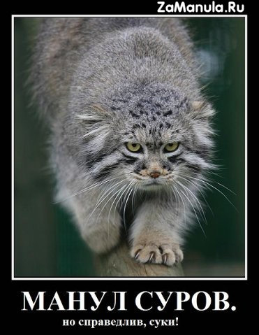 Манул суров Манул суров