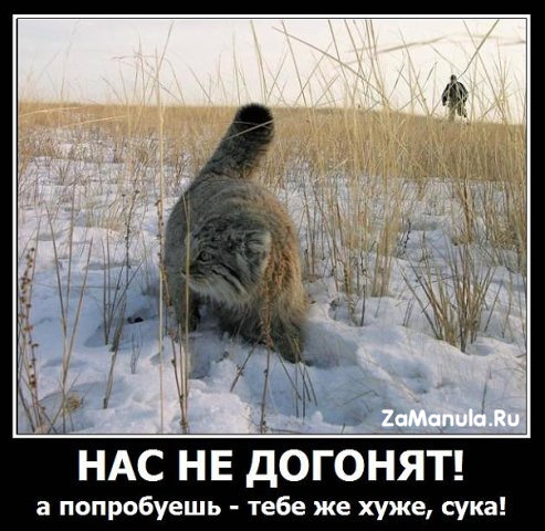 Нас не догонят Нас не догонят