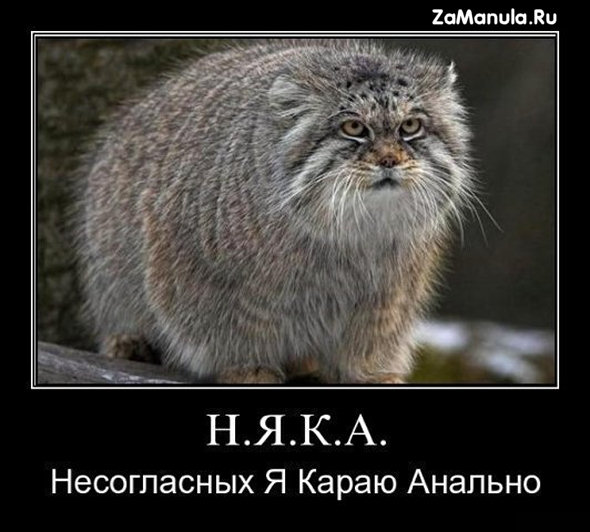 НЯКА НЯКА