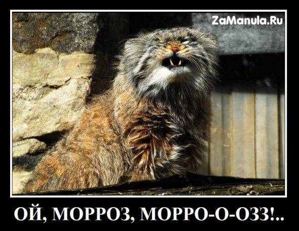 Ой, мороз, мороз... Ой, мороз, мороз...