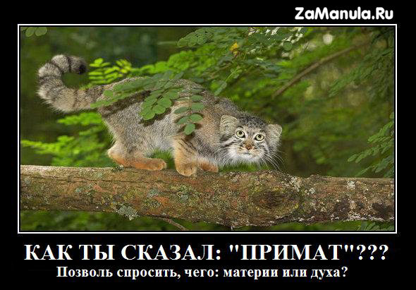 Примат? Примат?