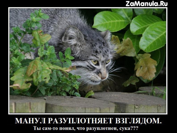 Манул-разуплотнитель Манул-разуплотнитель