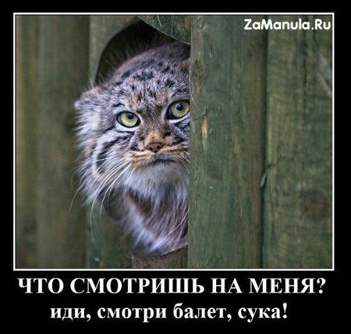 Что смотришь на меня? Что смотришь на меня?