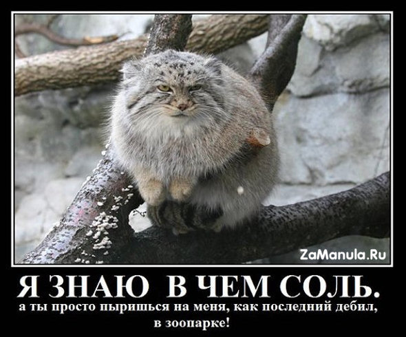 Я знаю в чем соль Я знаю в чем соль