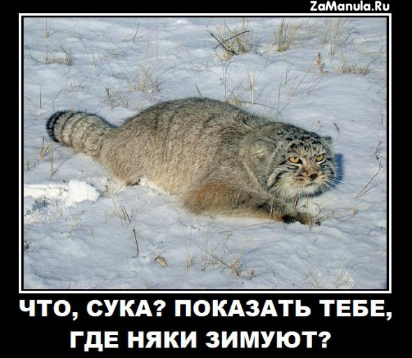 Где няки зимуют Где няки зимуют