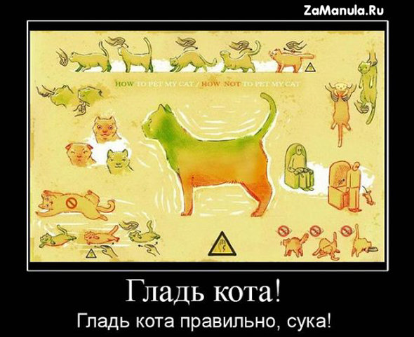 Как гладить кота Как гладить кота