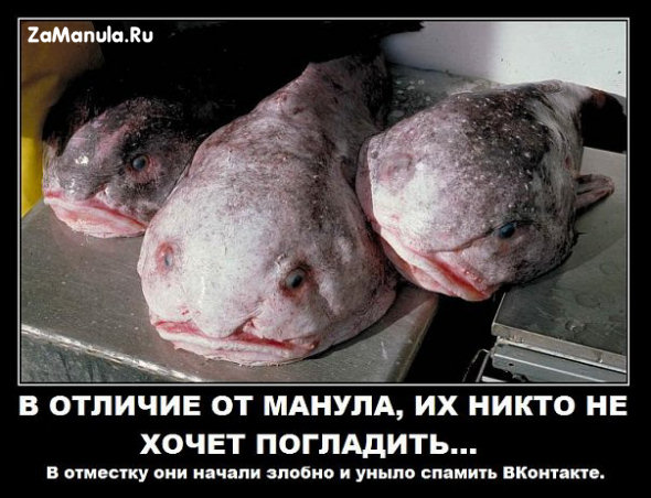 Их никто не хочет погладить Их никто не хочет погладить